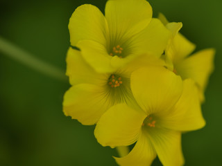 緑の背景に黄色く美しく咲く黄花亜麻