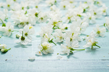 cherry flowers on old blue painted wooden table background
