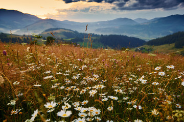 wildflowers, meadow and golden sunset in carpathian mountains - beautiful summer landscape, spruces on hills, dark cloudy sky and bright sunlight