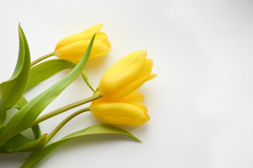 Obraz premium Yellow tulips on a white background. Bouquet of flowers.
