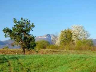 Obraz premium forest