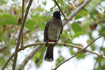 one Red Vented Bulbul bird or one bird sitting on the tree or tree branch on the morning with white background