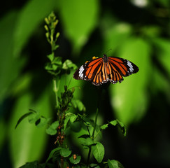 butterfly on flower