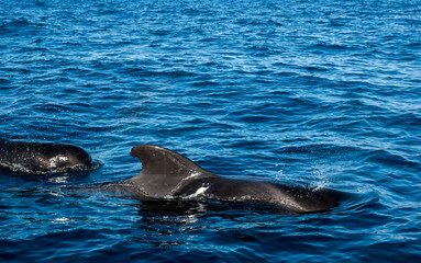 The backs and fins of a Grinda whales against a beautiful seascape. The fins are sticking out of the water.