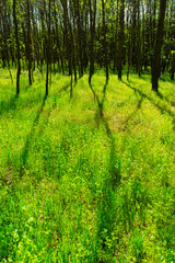 acacia tree forest, cultivated plantation at springtime