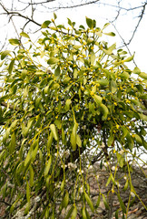 Mistletoe branch with green leaves and white berries on the tree