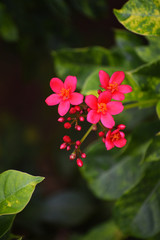 pink flower in the garden