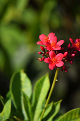 flowers in the garden