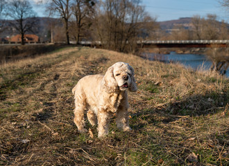  American cocker spanie