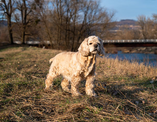  American cocker spanie