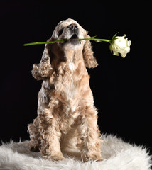 American cocker spaniel with white rose