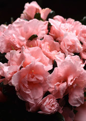 Blossoming pink azalea