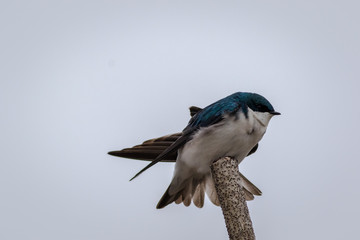 Naklejka na ściany i meble Tree Swallow, Tachycineta bicolor, a handsome aerialist with deep blue iridescent backs and clean white front against light gray sky