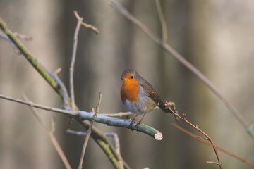 Robin Red Breast