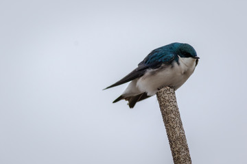 Tree Swallow, Tachycineta bicolor, a handsome aerialist with deep blue iridescent backs and clean white front against light gray sky