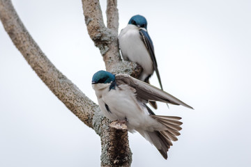 Tree Swallow duo, Tachycineta bicolor, perched against light gray sky