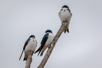 Tree Swallow trio, Tachycineta bicolor, perched against light gray sky