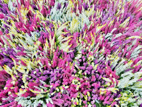 Colorful heather pattern in Rombergpark (Dortmund, Germany)