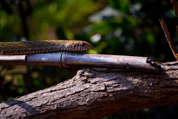 snake on a bamboo stick