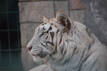 close up view of white tiger