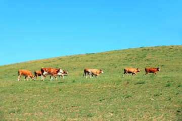 A herd of cattle are eating grass on the grassland