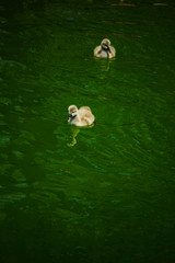 Black Swan babies
