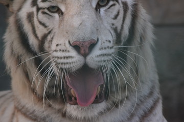 white tiger with open mouth and tongue out