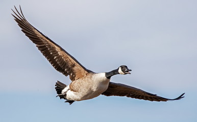 canada goose in flight
