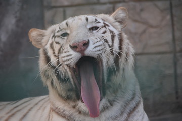 white tiger with open mouth and tongue out