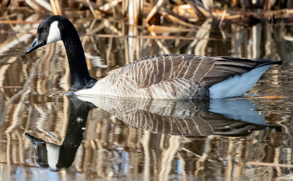 reflection of a canada goose