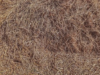 Dry rice plant chaff texture. Dry rice grass or hay background.
