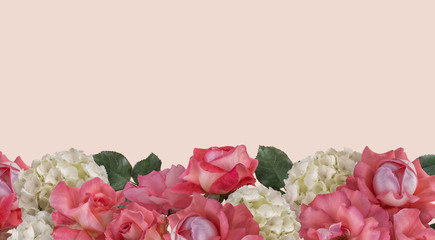 Floral banner, header with copy space. Pink roses and white hydrangea isolated on pastel background. Natural flowers wallpaper or greeting card.