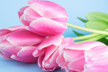 Fototapeta premium Bouquet of pink tulips on a blue background. Congratulation concept card for Women's Day, mother's day, spring flowers, banner, greeting. Copy space