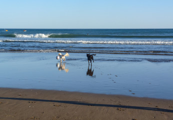 Dogs in the beach