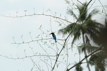 The white-throated kingfisher (Halcyon smyrnensis) also known as the white-breasted kingfisher sitting on the tree