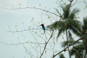 The white-throated kingfisher (Halcyon smyrnensis) also known as the white-breasted kingfisher sitting on the tree