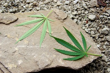 green cannabis leaves. Two green leaf wild hemp. marijuana