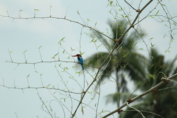 The white-throated kingfisher (Halcyon smyrnensis) also known as the white-breasted kingfisher sitting on the tree