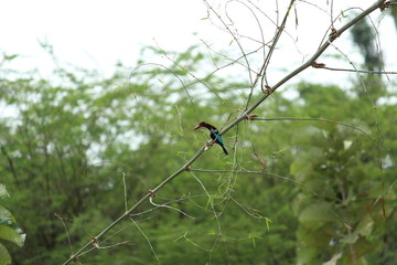 The white-throated kingfisher (Halcyon smyrnensis) also known as the white-breasted kingfisher sitting on the tree