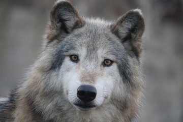 canis lupus, animal, faune, sauvage, mammifère, prédateur, gris, nature, gris, fourrure, canidae, chien, canis lupus, visage, portrait, carnassiers, tête, canis lupus, yeux, hiver, emballer, canis