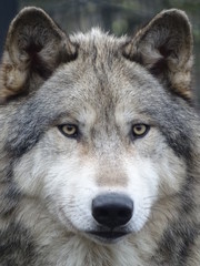 Obraz premium canis lupus, animal, faune, mammifère, sauvage, prédateur, nature, gris, gris, canidae, canis lupus, chien, fourrure, visage, tête, portrait, carnassiers, canis lupus, canis, yeux, coyote, yeux