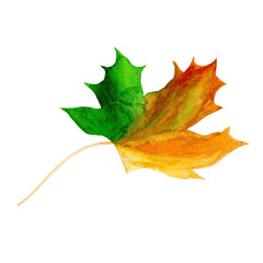 Fototapeta premium maple
