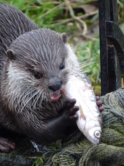 loutre, animal, mammifère, faune, eau, fourrure, nature, fleuve, joli, sauvage, humide, brun,...