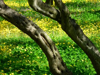 Fototapeta premium forest