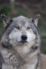 canis lupus, animal, faune, sauvage, mammifère, prédateur, gris, nature, gris, fourrure, canidae, chien, carnassiers, canis lupus, canis lupus, tête, visage, portrait, animal, yeux, coyote, canis, yeu