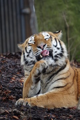 tigre, chat, animal, faune, prédateur, felidae, bande, sauvage, sibérien, nature, carnassiers, mammifère, jardin zoologique, grand, tête, bengale, fourrure, rayes, portrait, chat sauvage, bète, danger