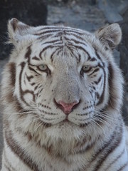 tigre, animal, chat, blanc, faune, sauvage, jardin zoologique, prédateur, felidae, mammifère, nature, grand, carnassiers, bande, sibérien, fourrure, tête, bengale, portrait, chasse, dangereux, visage,