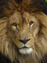 lion, animal, chat, faune, crin, sauvage, roi, portrait, prédateur, felidae, nature, tête, visage, safari, grand, mammifère, carnassiers, jungle, jardin zoologique, lion, forte, dangereux, fourrure