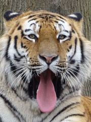 Naklejka premium tigre, animal, chat, faune, felidae, sauvage, prédateur, mammifère, bande, nature, sibérien, jardin zoologique, tête, grand, carnassiers, rayes, safari, fourrure, visage, bengale, portrait, animal, ye