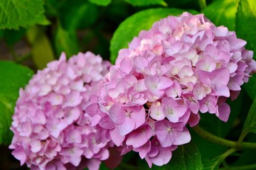 Pink hydrangea macrophylla in the garden close-up